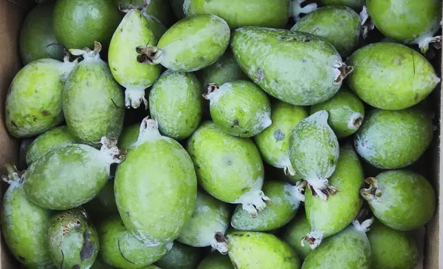 Feijoas offered for free in a box are seen outside a house in Wellington, New Zealand, Sunday, May 11, 2025. (AP Photo/Charlotte Graham-McLay)