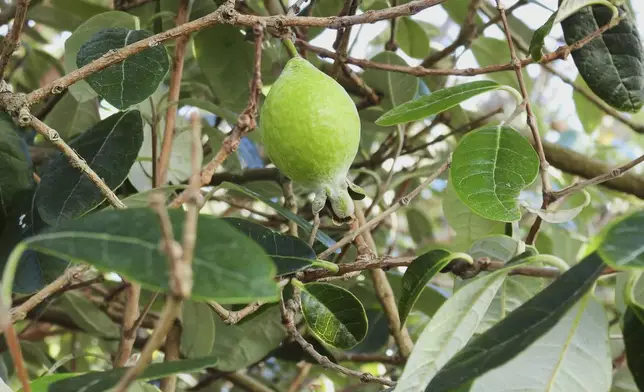 A feijoa hangs from a backyard tree in Wellington, New Zealand, on Sunday, May 11, 2025. (AP Photo/Charlotte Graham-McLay)