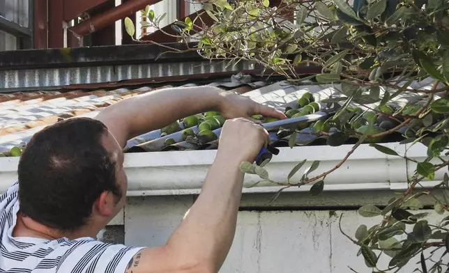 A man rakes feijoas from the roof of his shed in Wellington, New Zealand, Sunday, May 11, 2025. (AP Photo/Charlotte Graham-McLay)