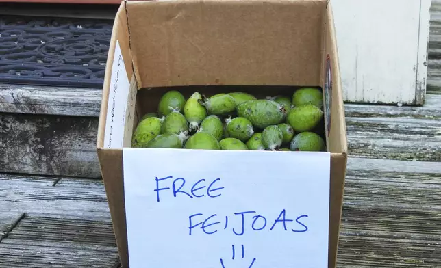 A box outside a house offering free feijoas is seen in Wellington, New Zealand, Sunday, May 11, 2025. (AP Photo/Charlotte Graham-McLay)