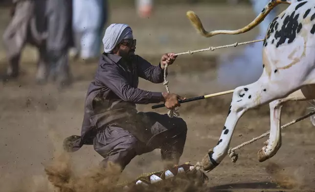 A jockey controls a pair of bull during a traditional bull race competition, in Malal, a village of Attock district, in Pakistan, Thursday, May 15, 2025. (AP Photo/Anjum Naveed)