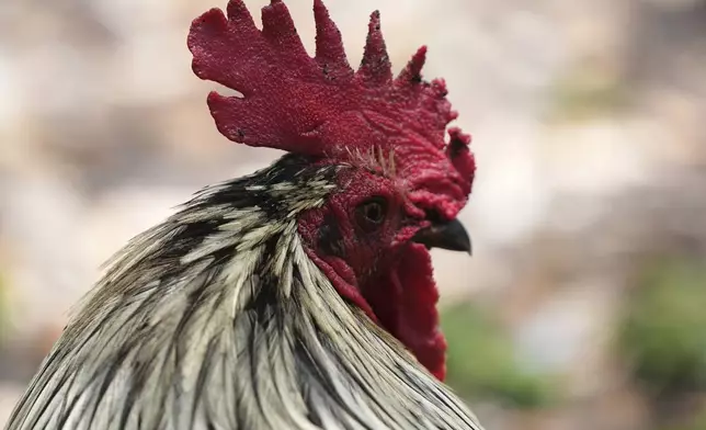 A rooster walks in a park outside of the Stephen P. Clark Government Center in downtown Miami, Wednesday, May 7, 2025, in Miami. (AP Photo/Lynne Sladky)