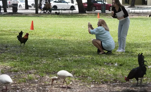 Julia Molchaniuk, left, and Sasha Molchaniuk, right, photograph roosters in a park outside of the Stephen P. Clark Government Center in downtown Miami, Wednesday, May 7, 2025, in Miami. (AP Photo/Lynne Sladky)