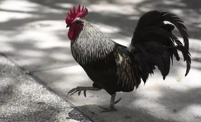 A rooster walks on the pavement outside of the Stephen P. Clark Government Center in downtown Miami, Wednesday, May 7, 2025, in Miami. (AP Photo/Lynne Sladky)