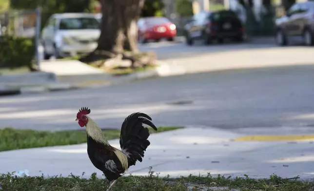 A rooster walks on a residential street in the Little Havana neighborhood of Miami, Wednesday, May 7, 2025, in Miami. (AP Photo/Lynne Sladky)