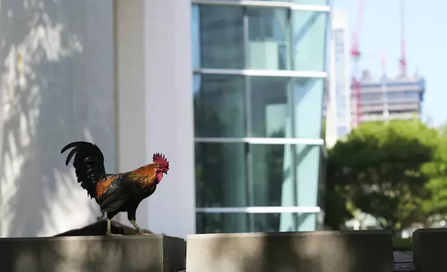 A rooster sits outside of the Wilkie D. Ferguson, Jr. United Sates Courthouse, Tuesday, May 13, 2025, in Miami. (AP Photo/Lynne Sladky)