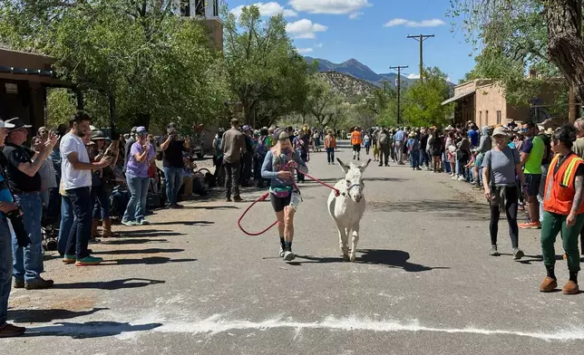 Pack burros and their human companions race through the streets of a former mining town and across backcountry desert trails in Cerrillos, N.M., on Saturday, May 3, 2025. (AP Photo/Morgan Lee)