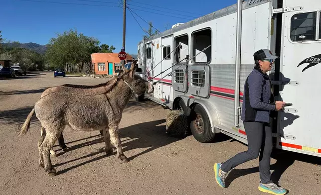 Pack burros are placed outside their trailers in Cerrillos, N.M., on Saturday, May 3, 2025. (AP Photo/Morgan Lee)