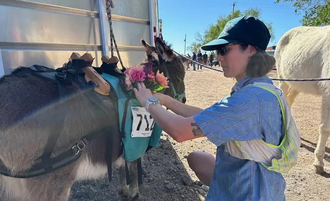 A Pack burro is attended to in Cerrillos, N.M., on Saturday, May 3, 2025. (AP Photo/Morgan Lee)