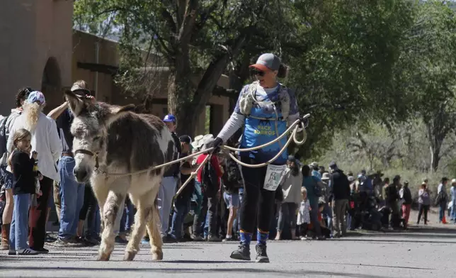 Pack burros and their human companions race through the streets of a former mining town and across backcountry desert trails in Cerrillos, N.M., on Saturday, May 3, 2025. (AP Photo/Morgan Lee)