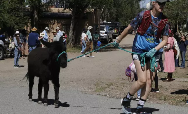 Pack burros and their human companions race through the streets of a former mining town and across backcountry desert trails in Cerrillos, N.M., on Saturday, May 3, 2025. (AP Photo/Morgan Lee)