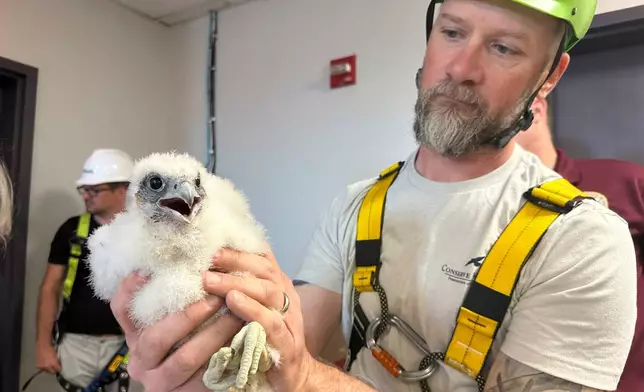 Conservationists band roughly 4-week-old peregrine falcon chicks with metal tags on their ankles at the Union County Courthouse in Elizabeth, N.J., May 19, 2025. (AP Photos/Mike Catalini)