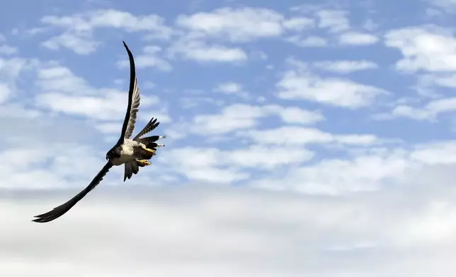 FILE - A peregrine falcon flies over San Francisco, April 23, 2012. (AP Photo/Marcio Jose Sanchez, File )