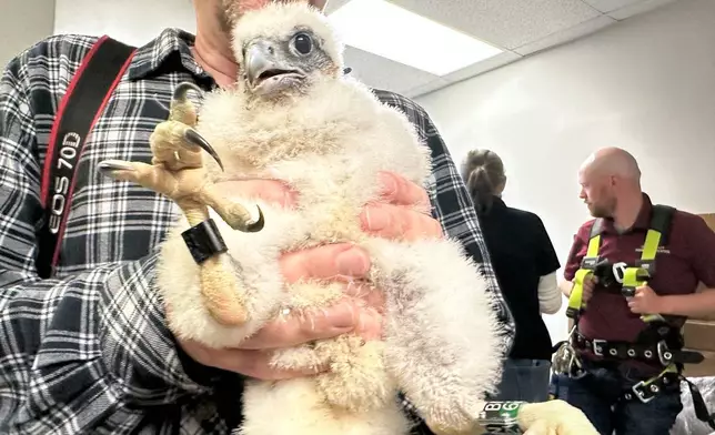 Conservationists band roughly a 4-week-old peregrine falcon chick with metal tags on their ankles at the Union County Courthouse in Elizabeth, N.J., May 19, 2025. (AP Photos/Mike Catalini)