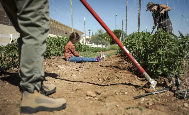 Kamori Parra, 5, hangs out on one of the farms at Agritopia, a community nestled around a plot of agricultural land, on April 22, 2025, in Gilbert, Ariz. (AP Photo/Annika Hammerschlag)