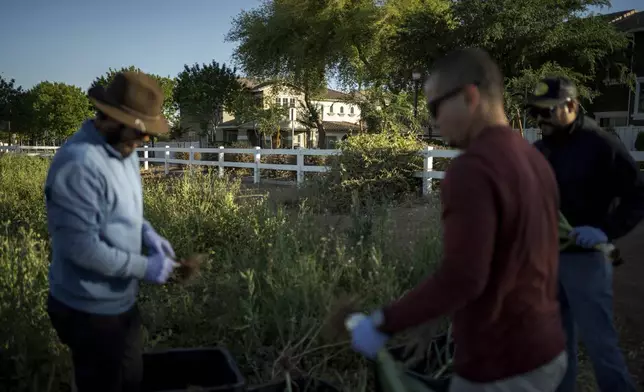 At Agritopia, a community nestled around a plot of agricultural land, residential homes are intentionally close to the farm, April 22, 2025, in Gilbert, Ariz. (AP Photo/Annika Hammerschlag)