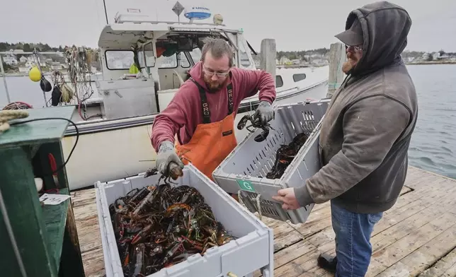 Commercial dealers weigh creates of lobsters on a dock in Stonington, Maine, on Friday, May 2, 2025. (AP Photo/Robert F. Bukaty)