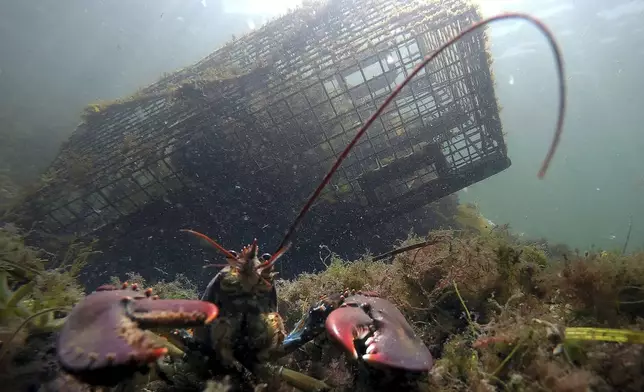 FILE - A lobster guards its territory in front of a trap off Biddeford, Maine, on Sept. 3, 2018. (AP Photo/Robert F. Bukaty, file)