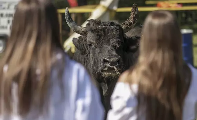Two girls look at a bull prior to the start of the bullfights in Bijelo Polje, Bosnia, Sunday, May 11, 2025. (AP Photo/Armin Durgut)