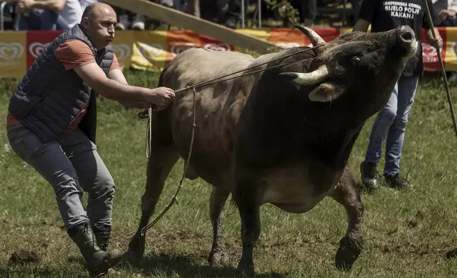A man prepares his bull prior to the start of the bullfights in Bijelo Polje, Bosnia, Sunday, May 11, 2025. (AP Photo/Armin Durgut)