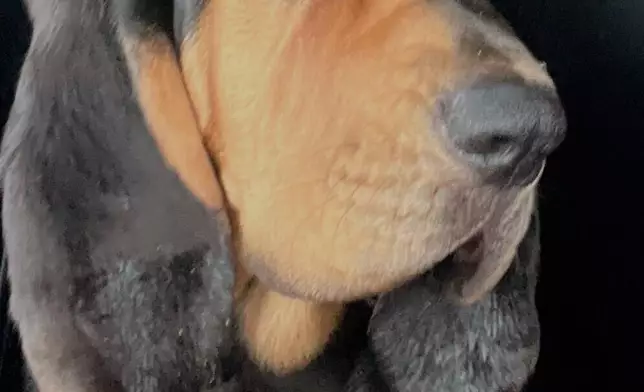 This photo provided by shows MSP bloodhound Millie on May 16, 2025 near Palermo, Maine. (Maine State Police via AP)