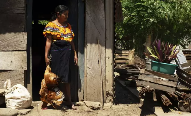 Crecencia López, wife of Deacon Juan Pérez Gómez, prepares to slaughter a chicken for dinner, on their farm in the Simojovel municipality, Mexico, Saturday, April 26, 2025. (AP Photo/Isabel Mateos)