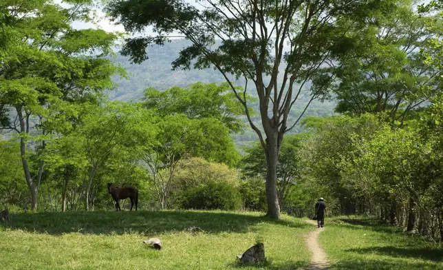 Deacon Juan Pérez Gómez walks along a dirt road on his farm in the Simojovel municipality, Mexico, Saturday, April 26, 2025. (AP Photo/Isabel Mateos)