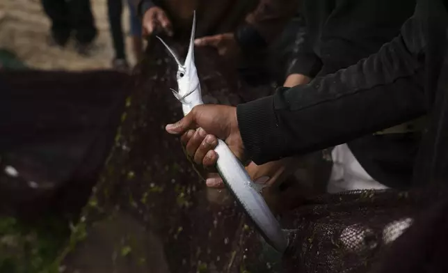 Palestinian fishermen collect their catch in nets along the Mediterranean shore in Nuseirat, Gaza Strip, on Thursday, May 8, 2025 (AP Photo/Abdel Kareem Hana)