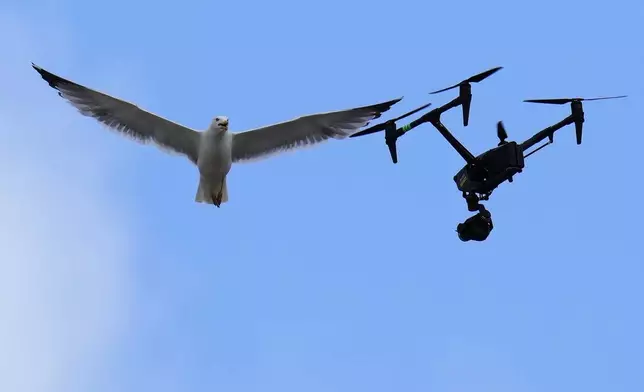 A drone used for TV broadcast is attacked by a seagull above St. Peter's Square where 133 cardinals are gathering on the second day of the conclave to elect successor of late Pope Francis, at the Vatican, Thursday, May 8, 2025. (AP Photo/Gregorio Borgia)