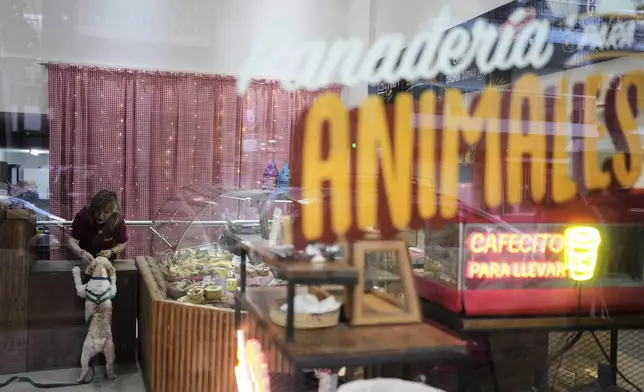 Co-owner Rocio Dominguez offers a treat to Tony, one of her regulars, at Chumbis, an artisanal bakery for animals, in Buenos Aires, Argentina, Friday, April 4, 2025. (AP Photo/Natacha Pisarenko)