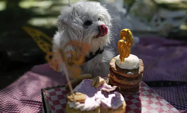 Petrona licks her lips in front of her meat-flavored cake during her third birthday celebration at a park in Buenos Aires, Argentina, Sunday, April 13, 2025. (AP Photo/Natacha Pisarenko)