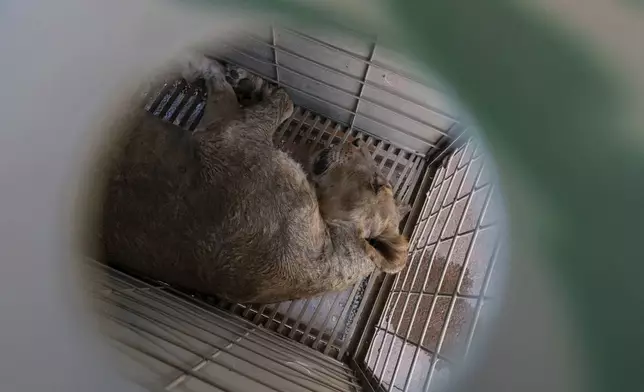 A lioness rests inside a transport cage at the animal refuge Ostok Sanctuary, on the outskirts of Culiacan, Mexico, Monday, May 19, 2025. (AP Photo/Felix Marquez)