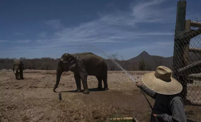 A staff member sprays an elephant with water at the animal refuge Ostok Sanctuary, on the outskirts of Culiacan, Mexico, Monday, May 19, 2025. (AP Photo/Felix Marquez)