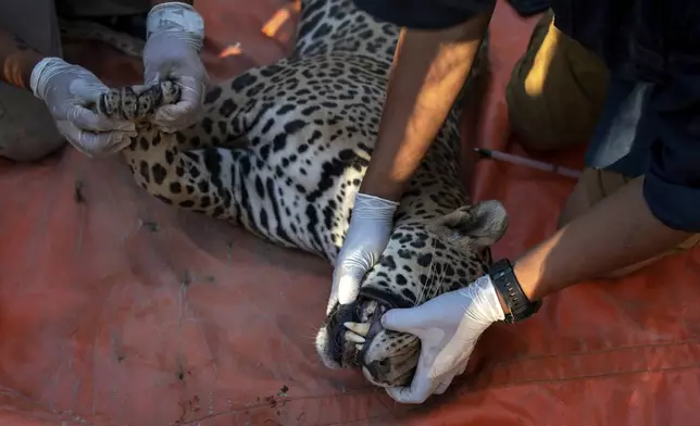 Ostok Sanctuary animal sanctuary staff prepare a jaguar to be transferred, on the outskirts of Culiacan, Mexico, Monday, May 19, 2025. (AP Photo/Felix Marquez)