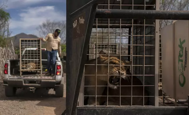 A lion sits in a cage waiting to be transported to Mazatlan, Sinaloa state, at the Ostok Sanctuary, on the outskirts of Culiacan, Sinaloa state, Mexico, Tuesday, May 20, 2025. (AP Photo/Felix Marquez)