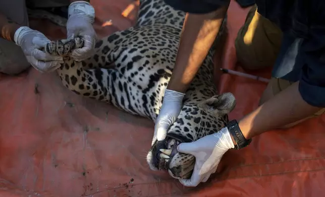 Ostok Sanctuary animal sanctuary staff prepare a jaguar to be transferred, on the outskirts of Culiacan, Mexico, Monday, May 19, 2025. (AP Photo/Felix Marquez)