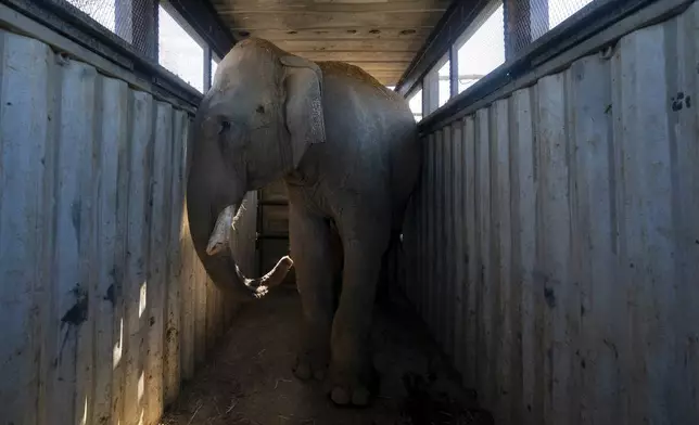 An elephant stands in a transport trailer at the animal refuge Ostok Sanctuary, on the outskirts of Culiacan, Mexico, Monday, May 19, 2025. (AP Photo/Felix Marquez)