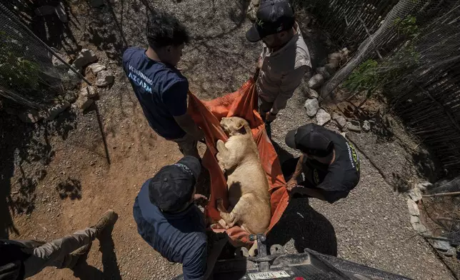 A lioness is carried to a transport cage at the animal refuge Ostok Sanctuary, on the outskirts of Culiacan, Mexico, Monday, May 19, 2025. (AP Photo/Felix Marquez)