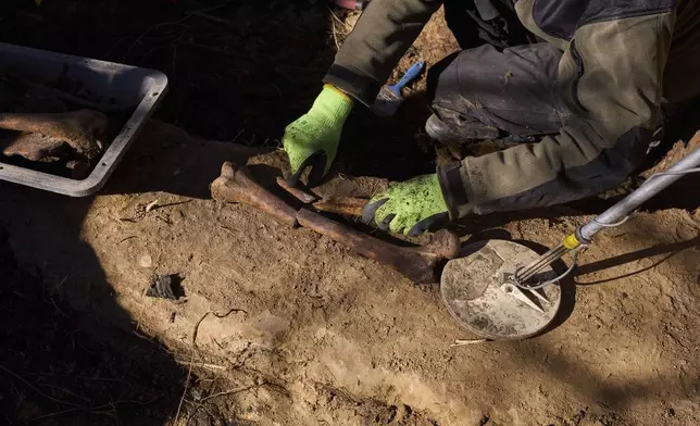 A worker of the German War Graves Commission works on the exhumation of fallen German WWII soldier in Bedgoszcz, near Szczecin, Poland, Tuesday, March 18, 2025. (AP Photo/Markus Schreiber)