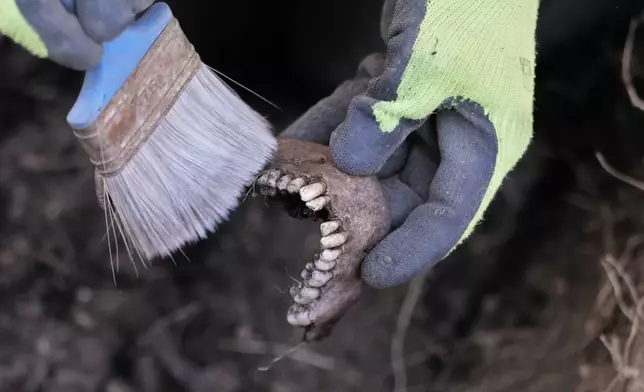 A worker of the German War Graves Commission cleans a lower jaw of a German WWII soldier in his hands during a exhumation of remains of German WWII soldiers in Bedgoszcz, near Szczecin, Poland, Tuesday, March 18, 2025. (AP Photo/Markus Schreiber)