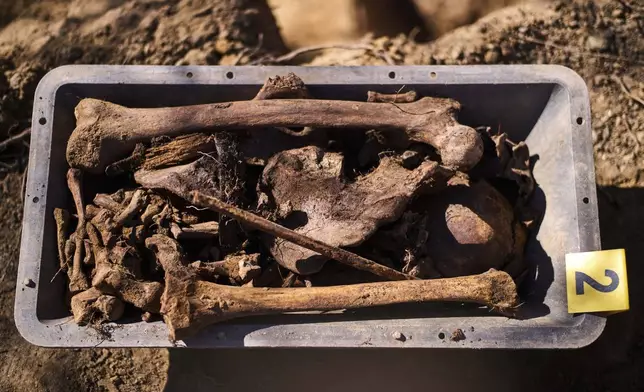 The remains of a fallen German WWII soldier lay in a box after his exhumation by the German War Graves Commission in Bedgoszcz, near Szczecin, Poland, Tuesday, March 18, 2025. (AP Photo/Markus Schreiber)