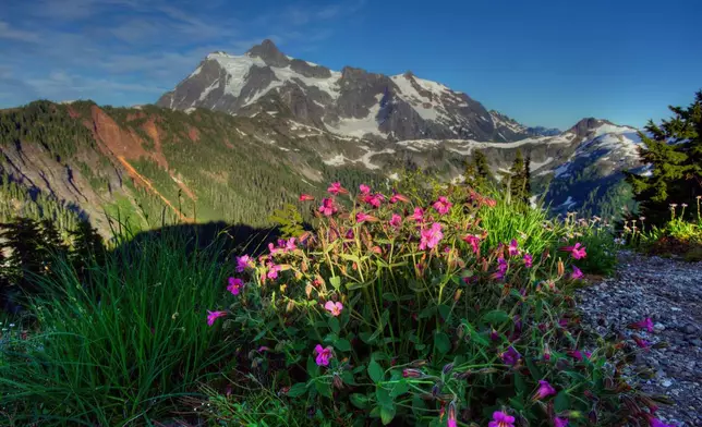 This 2021 photo provided by shows Monkey Flowers along the trail in North Cascades National Park Service Complex in Washington. (U.S. National Park Service via AP)