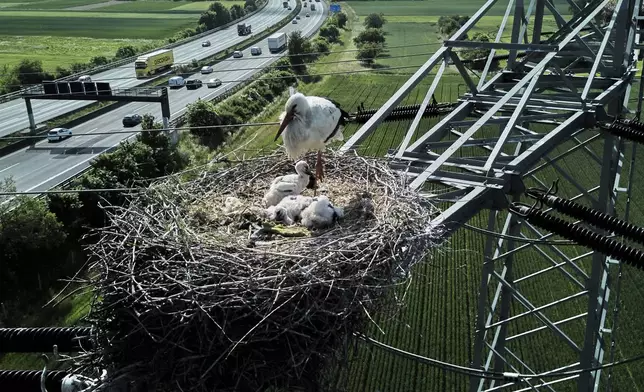 A mother stork guards her storklets on the outskirts of Frankfurt, Germany, Thursday, May 15, 2025. (AP Photo/Michael Probst)