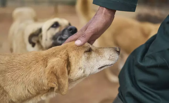 A worker pets a dog at a center for neutering and vaccinating strays dogs on the outskirts of Rabat, Morocco, Thursday, May 15, 2025. (AP Photo/Mosa'ab Elshamy)