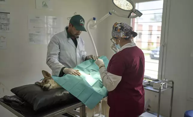 A stray dog is operated at a center for neutering and vaccinating strays dogs on the outskirts of Rabat, Morocco, Thursday, May 15, 2025. (AP Photo/Mosa'ab Elshamy)