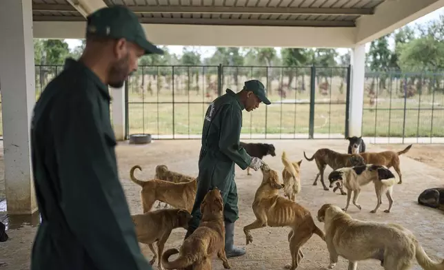 Workers inspect dogs at a center for neutering and vaccinating strays dogs on the outskirts of Rabat, Morocco, Thursday, May 15, 2025. (AP Photo/Mosa'ab Elshamy)