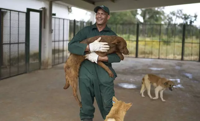 A worker carries a dog at a center for neutering and vaccinating strays dogs on the outskirts of Rabat, Morocco, Thursday, May 15, 2025. (AP Photo/Mosa'ab Elshamy)