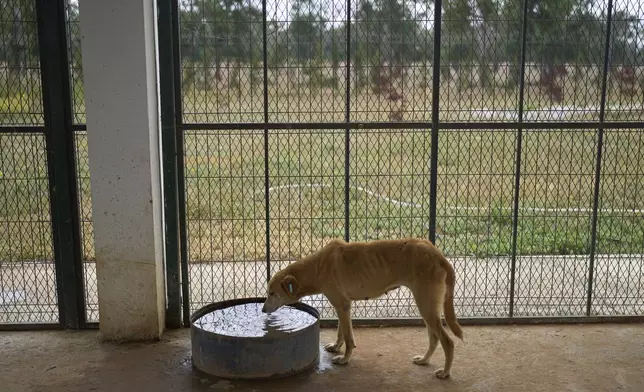 A dog drinks water inside a center for neutering and vaccinating strays dogs on the outskirts of Rabat, Morocco, Thursday, May 15, 2025. (AP Photo/Mosa'ab Elshamy)