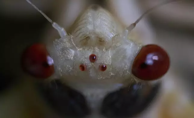 An adult periodical cicada, in the process of shedding its nymphal skin, is seen on Tuesday, May 20, 2025, in Cincinnati. There are two large compound eyes, which are used to visually perceive the world around them, and three small, jewel-like, simple eyes called ocelli center. (AP Photo/Carolyn Kaster)