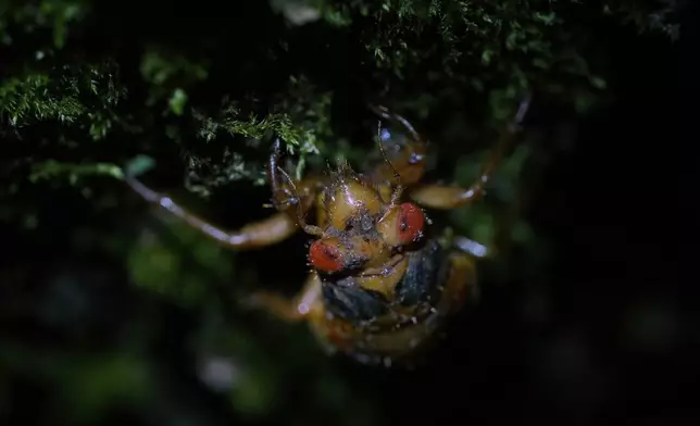 A a muddy-faced periodical cicada nymph climbs the truck of a maple tree after a heavy rain, Tuesday, May 13, 2025, in Loveland, Ohio. (AP Photo/Carolyn Kaster)